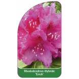 rhododendron-erich-1