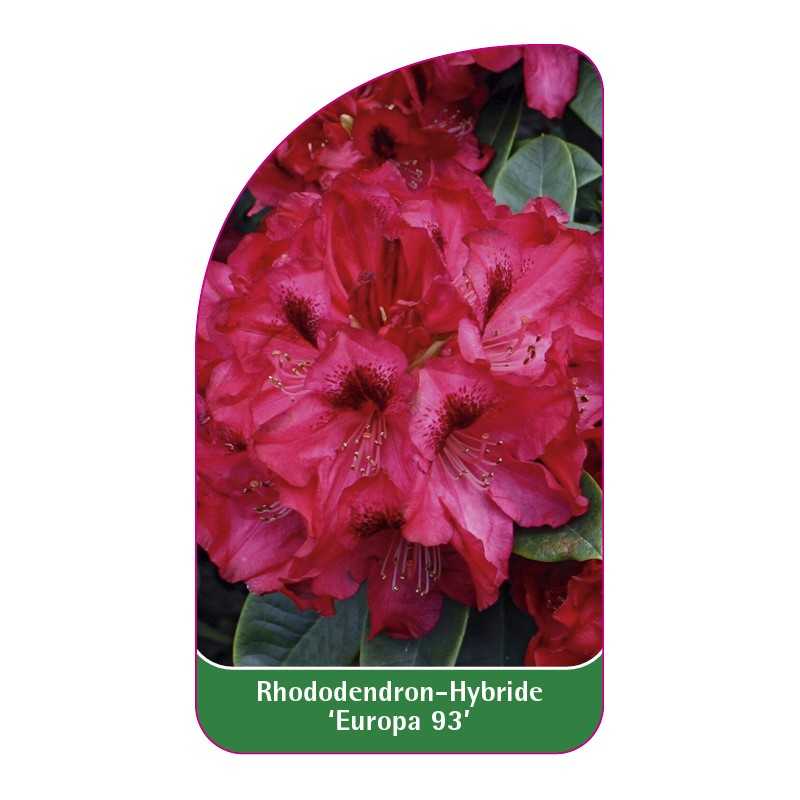 rhododendron-europa-93-1