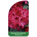 rhododendron-europa-93-1