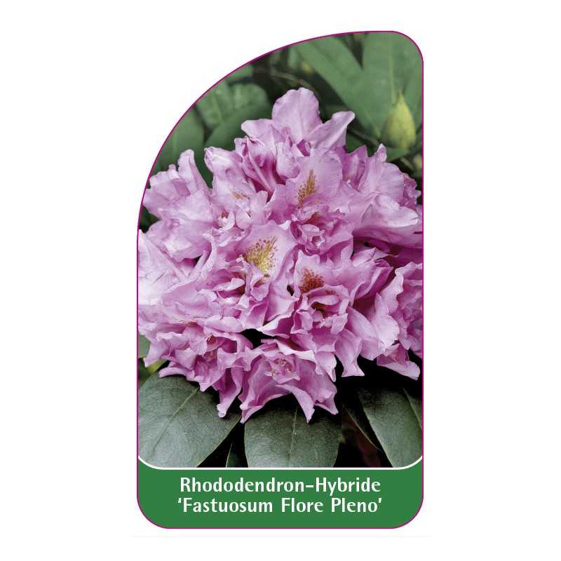 rhododendron-fastuosum-flore-pleno-1