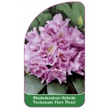 rhododendron-fastuosum-flore-pleno-1
