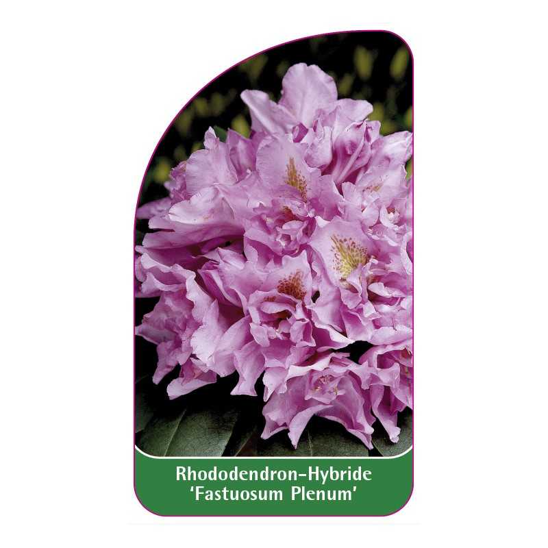 rhododendron-fastuosum-plenum-1