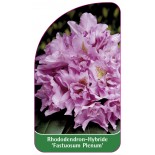 rhododendron-fastuosum-plenum-1