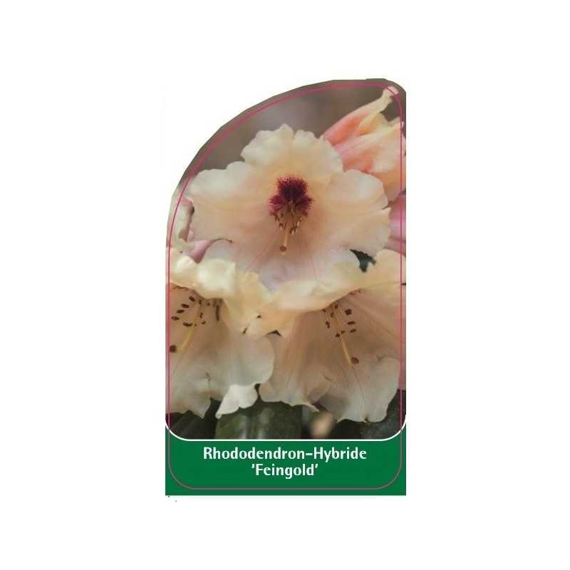 rhododendron-feingold-1