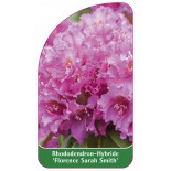 rhododendron-florence-sarah-smith-1