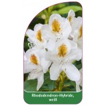 rhododendron-hybride-weiss1