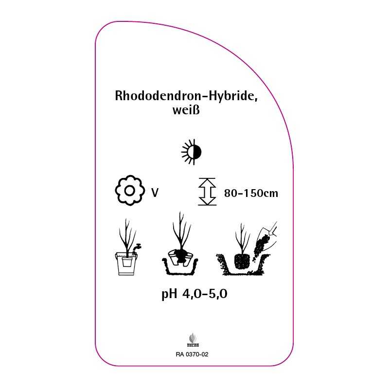 rhododendron-hybride-weiss0