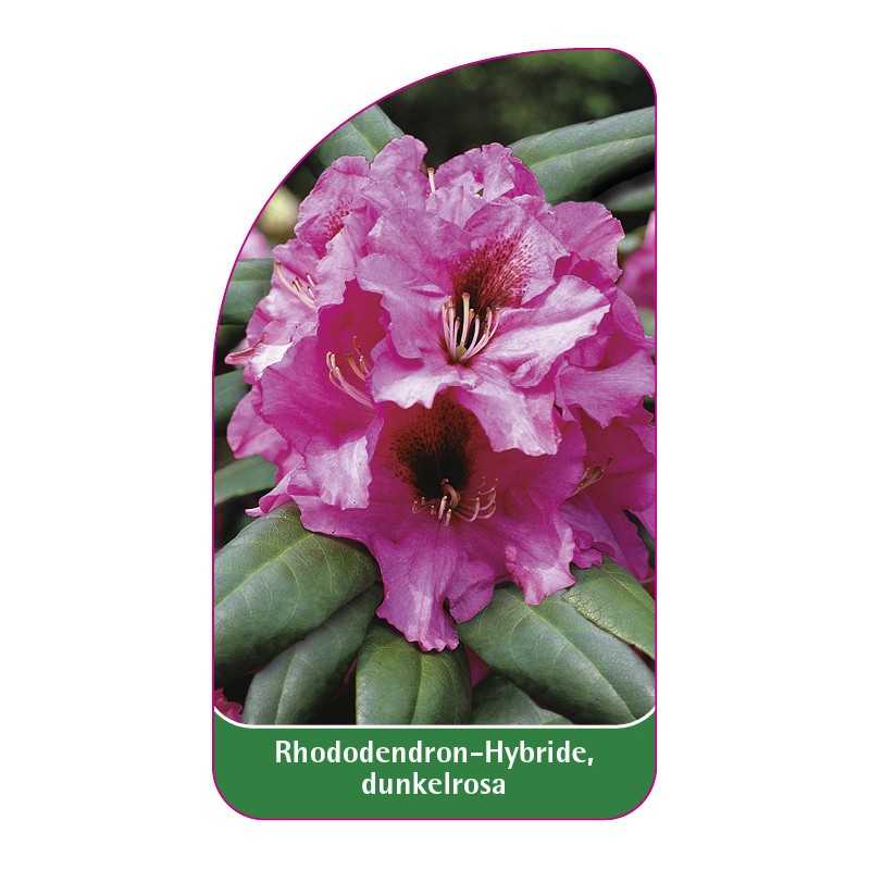 rhododendron-hybride-rosa-b1