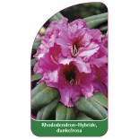 rhododendron-hybride-rosa-b1