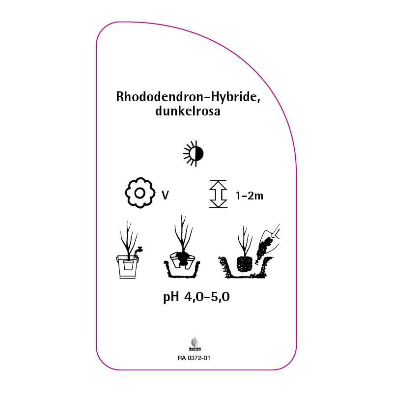 rhododendron-hybride-rosa-b0