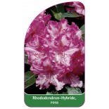 rhododendron-hybride-rosa-a1