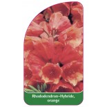 rhododendron-hybride-orange1