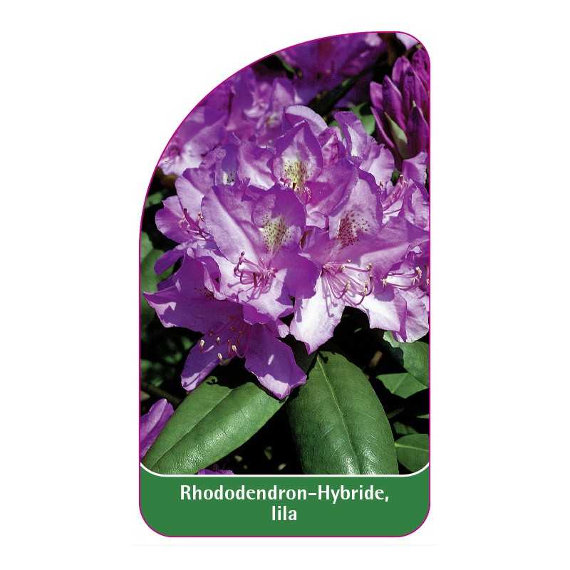 rhododendron-hybride-lila1