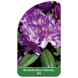 rhododendron-hybride-lila1