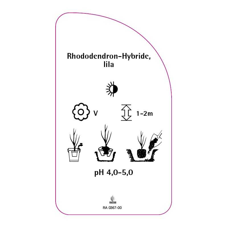 rhododendron-hybride-lila0