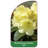rhododendron-hybride-gelb-a1