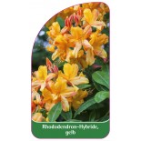 rhododendron-hybride-gelb-b1