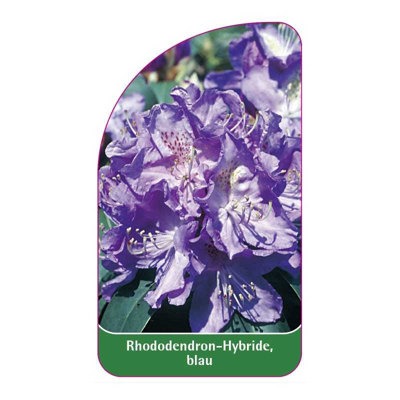rhododendron-hybride-blau1