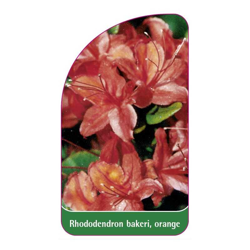 rhododendron-bakeri-orange1