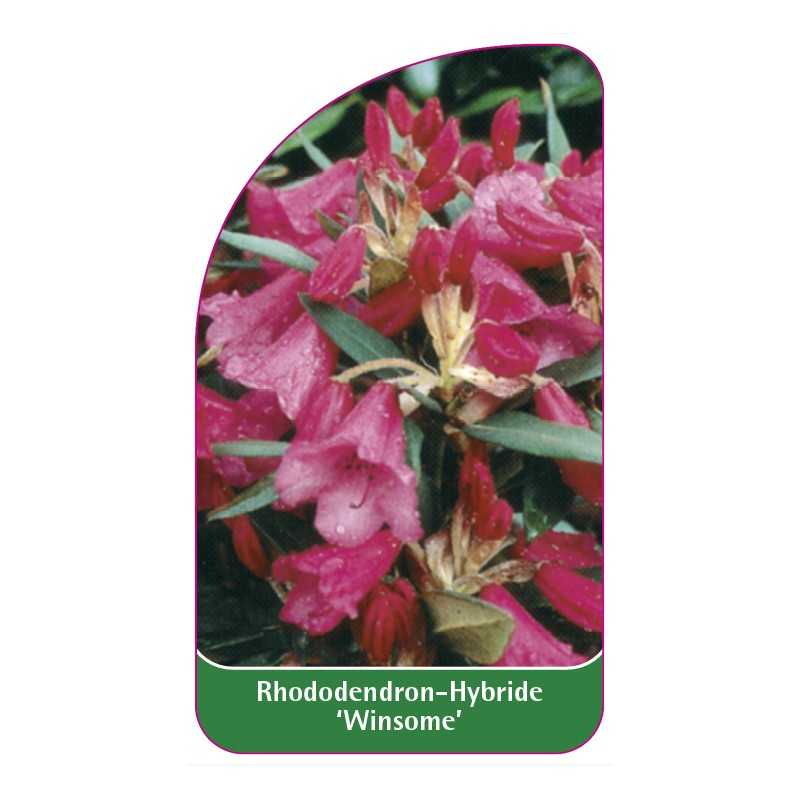 rhododendron-winsome-1