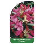 rhododendron-winsome-1