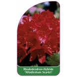 rhododendron-windlesham-scarlet-1