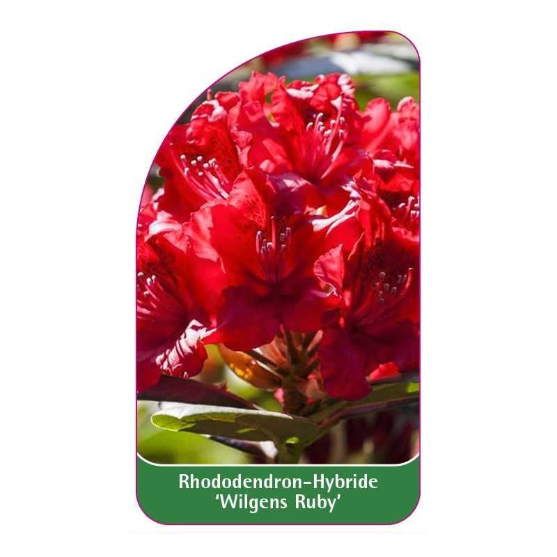 rhododendron-wilgens-ruby-1