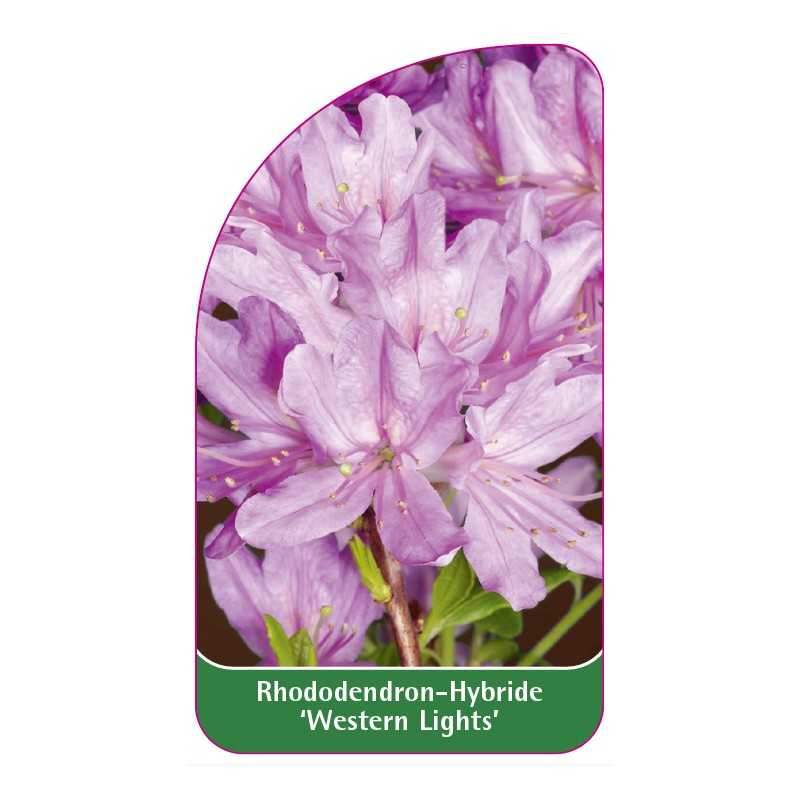 rhododendron-western-lights-1