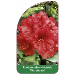 rhododendron-warendace-1