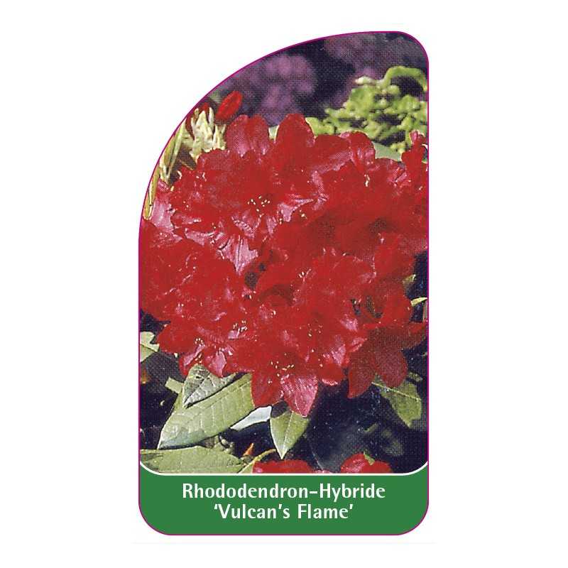 rhododendron-vulcan-s-flame-1