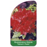 rhododendron-vulcan-s-flame-1