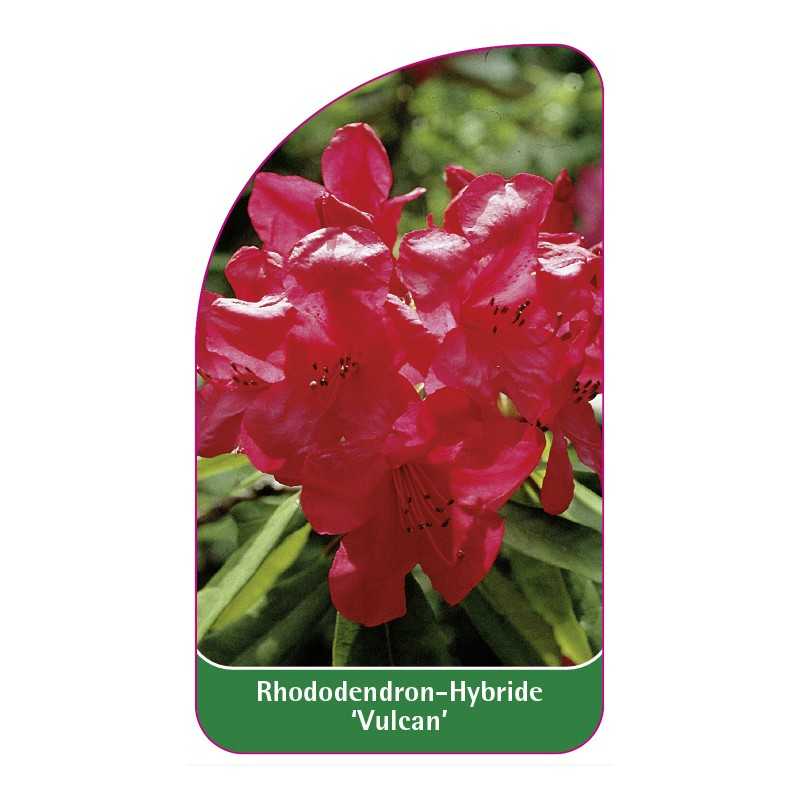 rhododendron-vulcan-1