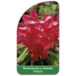 rhododendron-vulcan-1