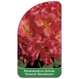rhododendron-vorwerk-abendsonne-1