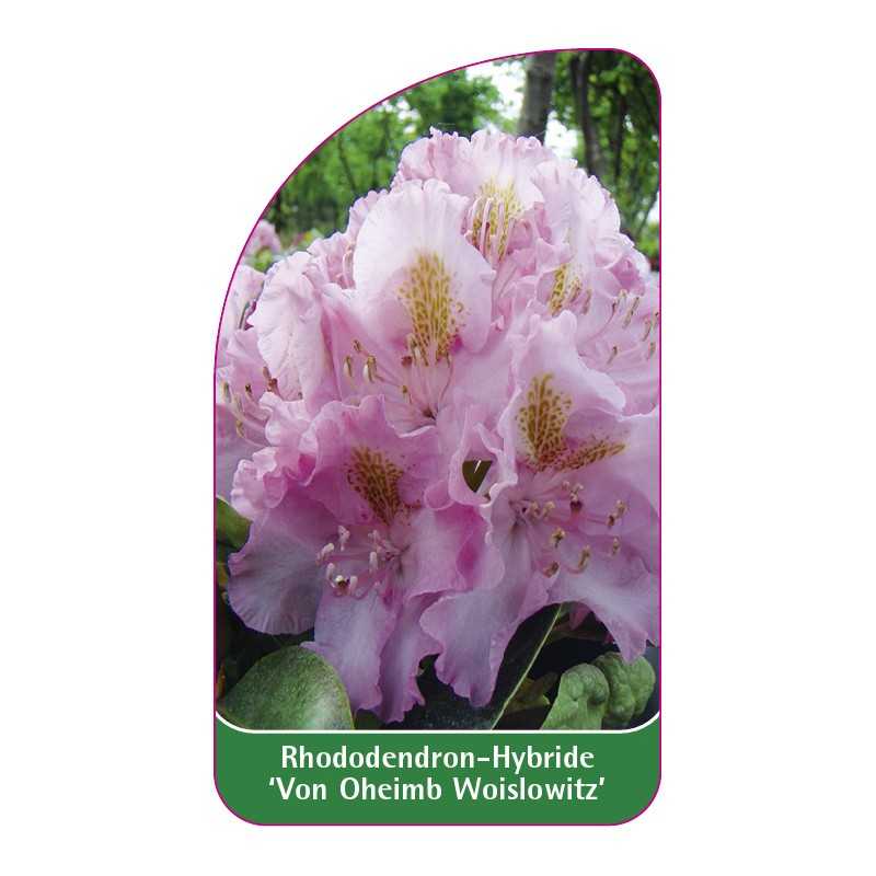 rhododendron-von-oheimb-woislowitz-1