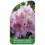 rhododendron-von-oheimb-woislowitz-1