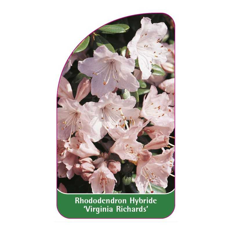 rhododendron-virginia-richards-1