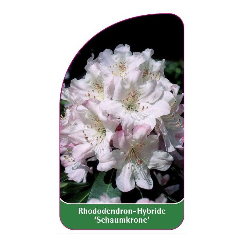 rhododendron-schaumkrone-1