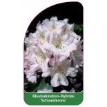 rhododendron-schaumkrone-1