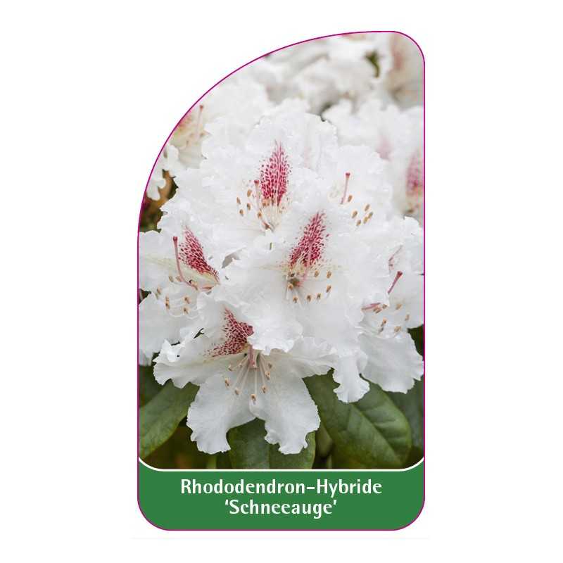 rhododendron-schneeauge-1
