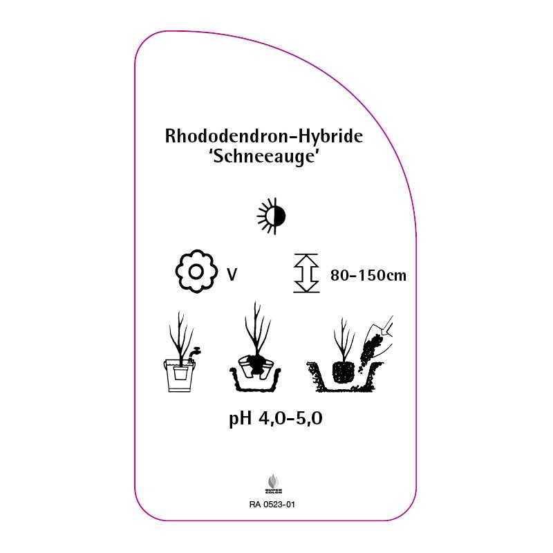 rhododendron-schneeauge-0