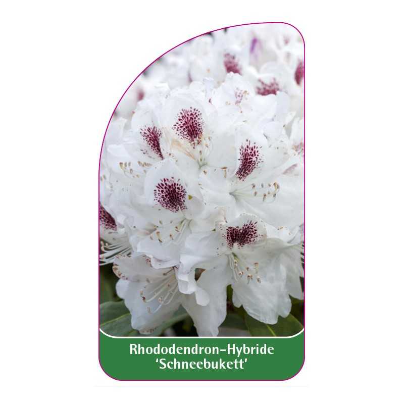 rhododendron-schneebukett-a1
