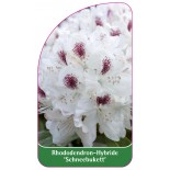 rhododendron-schneebukett-a1