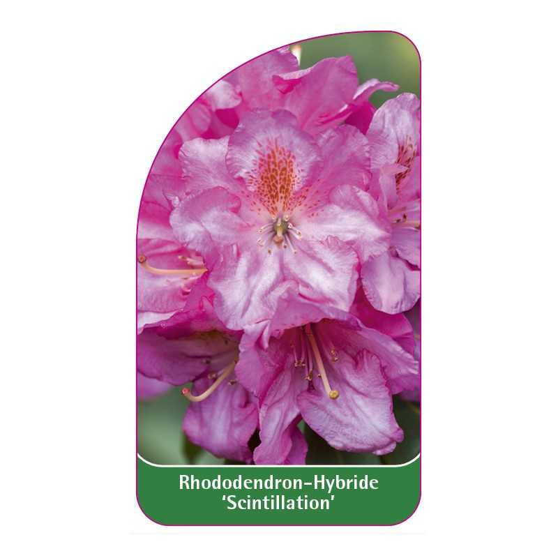 rhododendron-scintillation-1