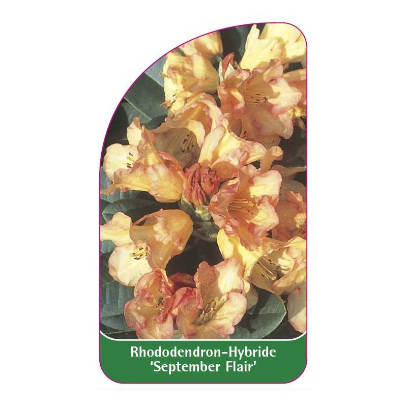 rhododendron-september-flair-1