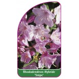 rhododendron-snipe-1