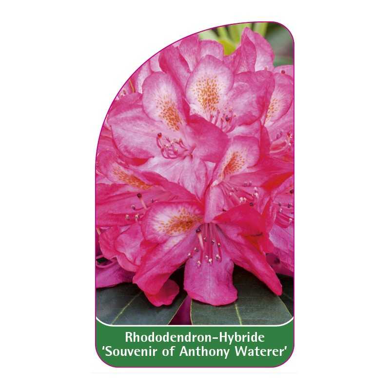rhododendron-souvenir-of-anthony-waterer-1