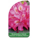 rhododendron-souvenir-of-anthony-waterer-1