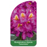 rhododendron-tamarindos-1