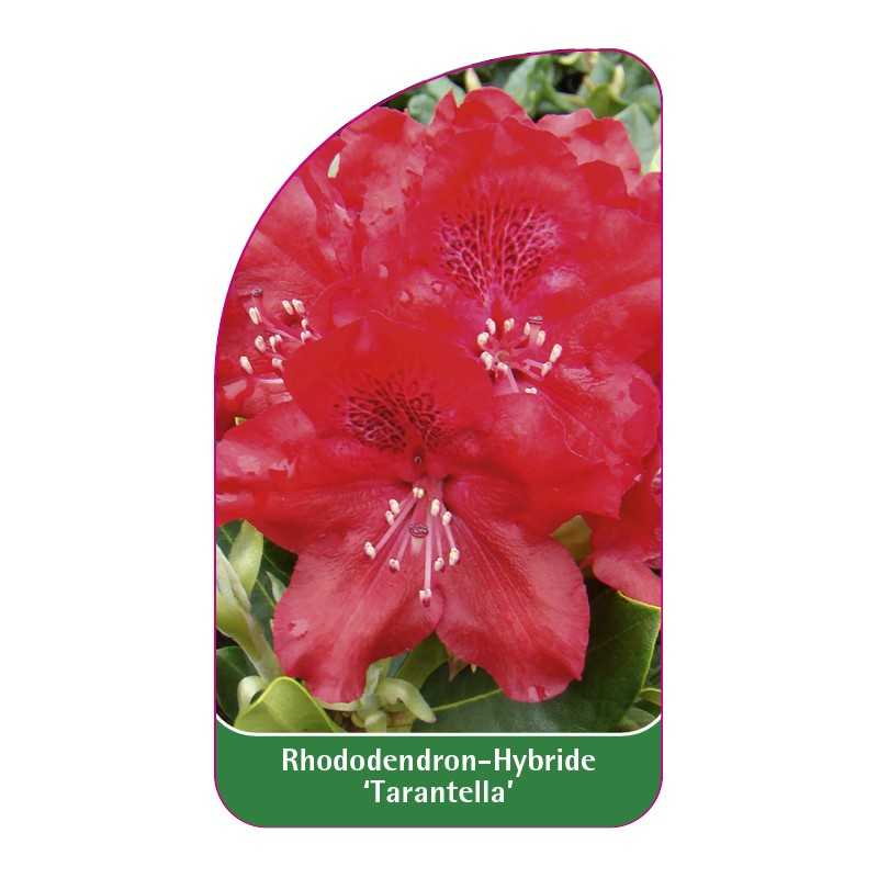 rhododendron-tarantella-1